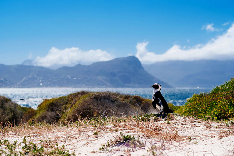 Rennradreise Südafrika - Cape Tour, 15.11. – 30.11.2024